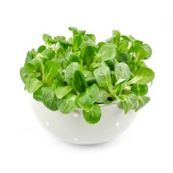 Kukuruzna salata, sjemenke mache - Valerianella locusta - 1700 sjemenki