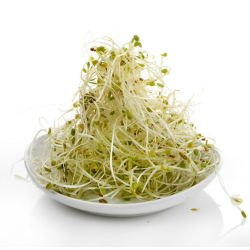 Ituja - siemeniä - Sinimailanen - Medicago sativa - siemenet