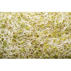 Ituja - siemeniä - Sinimailanen - Medicago sativa - siemenet