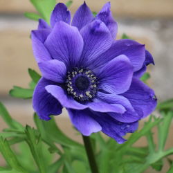 Anemone Herr Fokker - 40 st