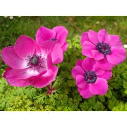 Anemone - Sylphide - 40 st - 