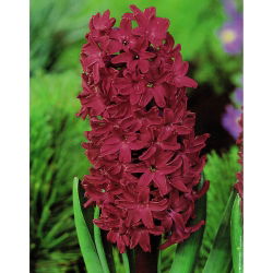 ดอกผักตบชวา - ไม้ดอกผักตบชวา - 3 หลอด - Hyacinthus