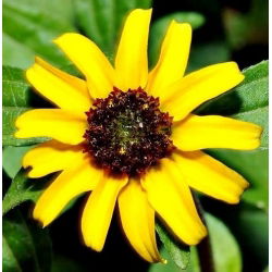 Merayap biji Zinnia - Sanvitalia procumbens - 570 biji