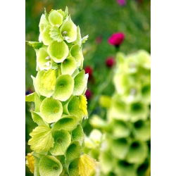 Bells of Ireland seeds - Molucella Iaevis - 160 seeds