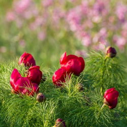 Pheasant's Eye-zaden - Adonis aestivalis - 110 zaden