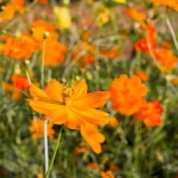 Kosmos Sulphur Biji campuran - Kosmos sulphureus - 280 biji - Cosmos sulphureus - benih