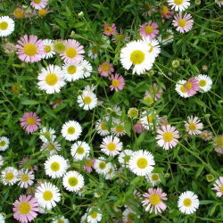 Meksikon Fleabane-siemenet - Erigeron karvinskianus - 390 siemeniä