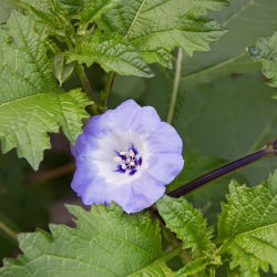 Nikandra - Nicandra physalodes - Crește până la 90 cm, ideal pentru grădinile sălbatice - Semințe proaspete
