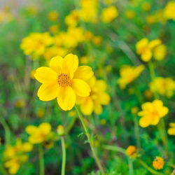 Bidens aurea - Bidens aurea - Golden Hues, Perfect for Borders - Fresh Seeds