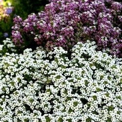 Silkedodre - bland - 1750 frø - Lobularia maritima