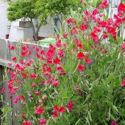 Guisante de Olor - rojo - Lathyrus odoratus - Trepa hasta 120 cm, ideal para celosías y vallas - Semillas frescas