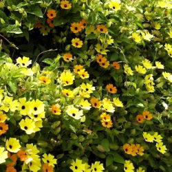Thunbergia mix семена - Thunbergia - 20 семена