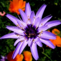 Hạt giống Cupid's - Catananche caerulea - 80 hạt - Catanache caerulea
