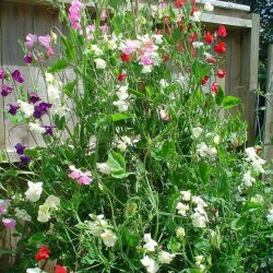 Guisante de Olor - blanco - Lathyrus odoratus - Elegantes flores fragantes de junio a septiembre - Semillas frescas