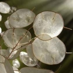 Silver Dollar Plant, Money Plant - Lunaria annua - 45 zaden - Lunaria biennis