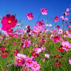 Cosmos sementes misturadas - Cosmos bipinnatus - 150 sementes