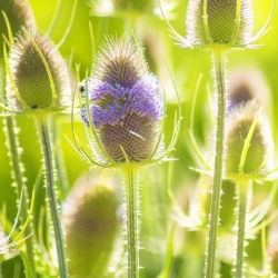 Fuller's Teasel frø - Dipsacus sativus - 325 frø