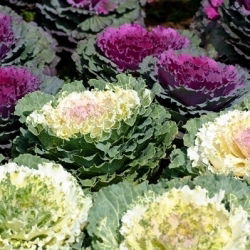 Ornamental cabbage - Hardy Plant, Perfect for Autumn and Winter Gardens - Fresh Seeds
