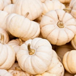 Hạt bí ngô Boo Boo - Cucurbita Pepo - 33 hạt