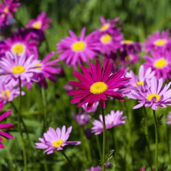 Piretro - Miscuglio - Chrysanthemum coccineum - Esplosione abbagliante di colori estivi - Semi Freschi