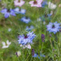 Juffertje - in - het - groen - 1500 zaden - Nigella damascena