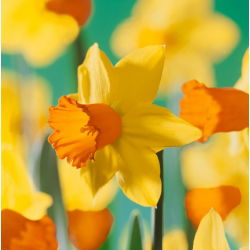 Jetfire Narcissus - Daffodil Jetfire - 5 لامپ