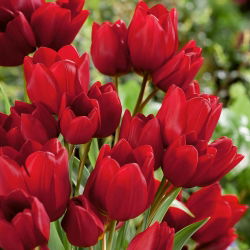 Tulpės Red Georgette - pakuotėje yra 5 vnt - Tulipa Red Georgette