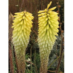 Ķekaru knifofija - Percy's Pride - Kniphofia