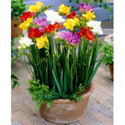 Freesia, Frésia - Double Mix - pacote de 10 peças