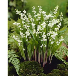 Convalaria, Lirio de los valles - blanco - Convallaria majalis