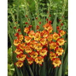 Gladiool Princess Margaret Rose - pakend 5 tk - Gladiolus Princess Margaret Rose