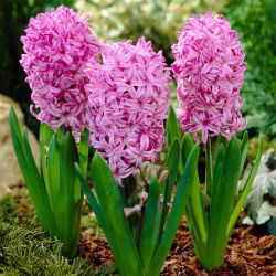 ผักตบชวาอเมทิส - 3 ชิ้น -  Hyacinthus orientalis