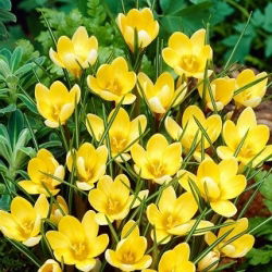Crocus Romance - pakend 10 tk