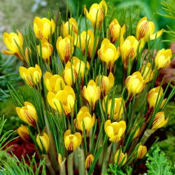 Crocus Fuscotinctus - pakend 10 tk - Crocus chrysanthus Fuscotinctus