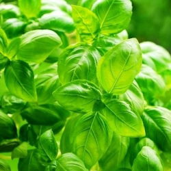 Semena sladkega bazilika - Ocimum basilicum - 650 semen