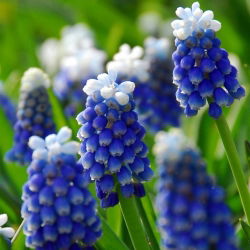Muscari Dağı Başlığı - Üzüm Sümbül Dağı Başlığı - 5 ampul