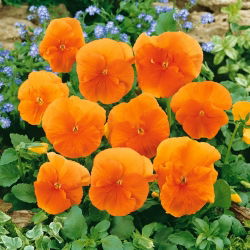 Árvácska - Orange Sun - Viola × wittrockiana - Apró virágok hosszan tartó fénnyel - Friss vetőmagok
