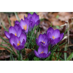 Crocus Ruby Giant - pakend 10 tk - Crocus tommasinianus Ruby Giant