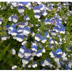 Nemesia - Blu e bianco - Nemesia strumosa - Arbusto compatto ideale per fioriere - Semi Freschi