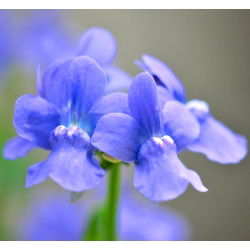 Semi Nemesia Blue Gem - Nemesia strumosa - 1000 semi - Nemezis strumosa