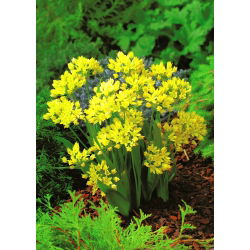 Allium moly - pacchetto di 20 pezzi
