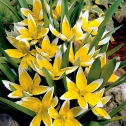 Lale Öğleden Sonra - Lale Öğleden Sonra - 5 Ampül - Tulipa Tarda