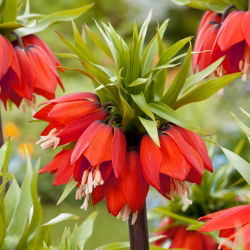 Fritillaria royalialis Rubra Maxima - Vương miện Rubra Maxima - củ / củ / rễ -  Fritillaria imperialis