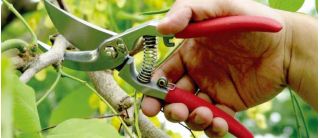 Professional pruner with a sheath - Profi-Plus RT53/185S