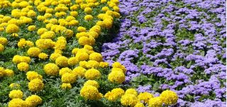 Flossflower + mexicansk marigold - et sæt frø af to arter - 