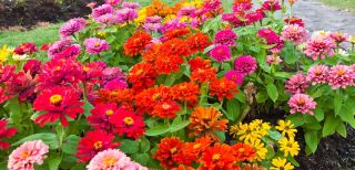 Zinnia - frön av 4 sorter - 