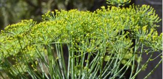 Укроп - Bouquet - 2800 семена - Anethum graveolens L.