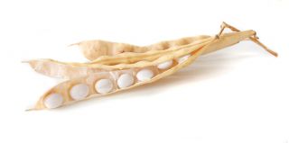 Böna - Riposta - Phaseolus vulgaris L. - frön