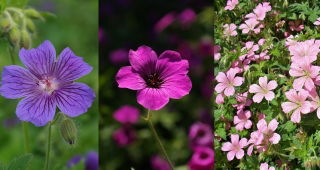 Storchschnäbel – Geranium - Sortenmischung
