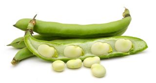 Broad Bean Bartek seeds - Vicia faba